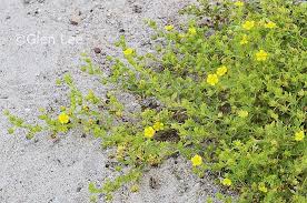 Attēlu rezultāti vaicājumam “Potentilla supina flower”