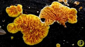 Attēlu rezultāti vaicājumam “Pseudomerulius aureus”