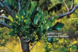 Attēlu rezultāti vaicājumam “Santalaceae”