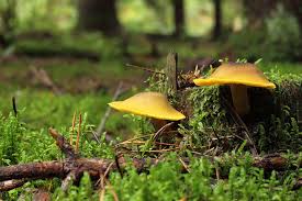 Attēlu rezultāti vaicājumam “Tricholomopsis decora”