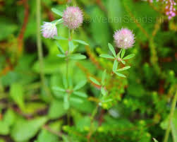 Attēlu rezultāti vaicājumam “Trifolium arvense leaf”