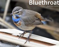 Attēlu rezultāti vaicājumam “Luscinia svecica”