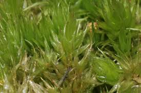 Attēlu rezultāti vaicājumam “Dicranum spurium”