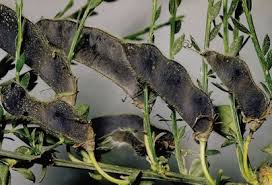 Attēlu rezultāti vaicājumam “Cytisus scoparius fruit”