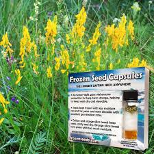 Image result for Genista tinctoria