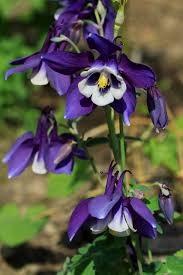 Image result for Aquilegia vulgaris