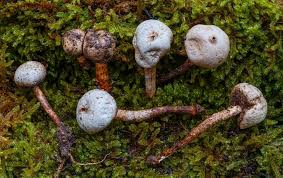 Attēlu rezultāti vaicājumam “Tulostoma fimbriatum”