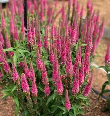 Attēlu rezultāti vaicājumam “Veronica longifolia bud”