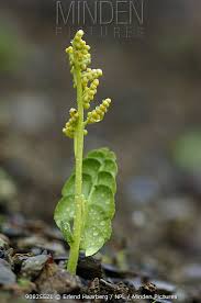 Attēlu rezultāti vaicājumam “Botrychium lunaria”