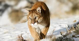 Image result for Craigmount Cougars