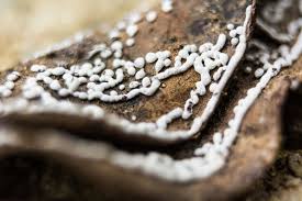 Attēlu rezultāti vaicājumam “Physarum bitectum”