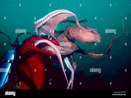 Image result for Enteroctopus dofleini
