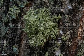 Attēlu rezultāti vaicājumam “Parmelia sulcata”