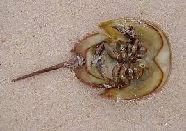Image result for Limulus polyphemus