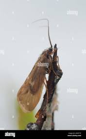 Attēlu rezultāti vaicājumam “Potamophylax”