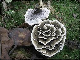 Attēlu rezultāti vaicājumam “Thelephora penicillata”