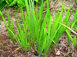 Image result for Acorus calamus
