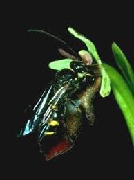 Attēlu rezultāti vaicājumam “Ophrys insectifera”