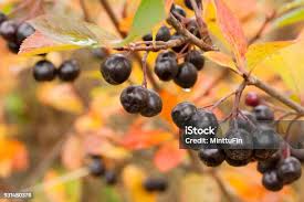 Attēlu rezultāti vaicājumam “Aronia melanocarpa fruit”