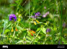 Attēlu rezultāti vaicājumam “Melampyrum nemorosum flower”