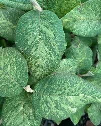 Attēlu rezultāti vaicājumam “Viburnum lantana”