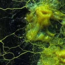 Attēlu rezultāti vaicājumam “Physarum bivalve plasmodium”