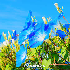 Image result for Ipomoea Heavenly Blue