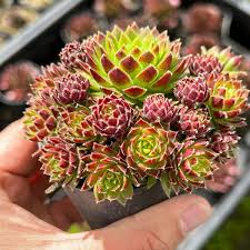 Attēlu rezultāti vaicājumam “Jovibarba globifera flower”