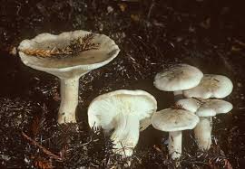 Attēlu rezultāti vaicājumam “Clitocybe nebularis”