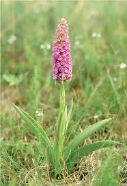 Attēlu rezultāti vaicājumam “Gymnadenia conopsea flower”