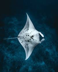 Image result for Mobula birostris