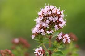 Image result for Origanum majorana