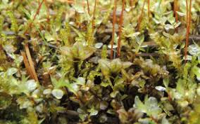 Attēlu rezultāti vaicājumam “Cinclidium stygium”