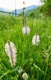 Attēlu rezultāti vaicājumam “Plantago media flower”