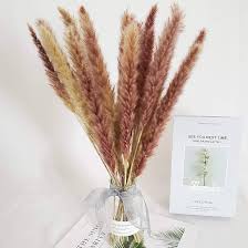 Attēlu rezultāti vaicājumam “Phragmites communis flower”