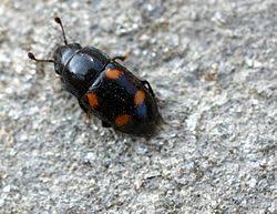 Attēlu rezultāti vaicājumam “Glischrochilus grandis”