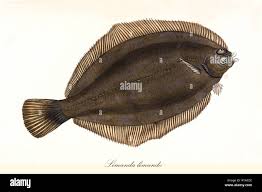 Image result for Limanda limanda