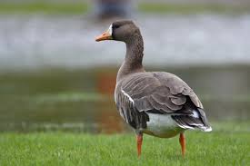 Attēlu rezultāti vaicājumam “Anser albifrons”