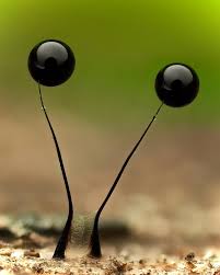 Attēlu rezultāti vaicājumam “Comatricha fragilis macro”