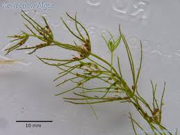 Attēlu rezultāti vaicājumam “Chara filiformis”