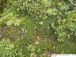 Attēlu rezultāti vaicājumam “Scapania irrigua”