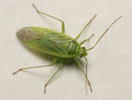 Attēlu rezultāti vaicājumam “Lycogala irregulare macro”