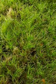 Attēlu rezultāti vaicājumam “Dicranella heteromalla”