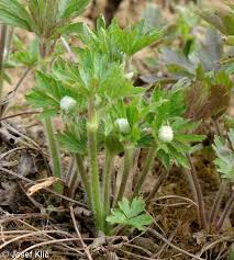 Attēlu rezultāti vaicājumam “Anemone sylvestris bud”