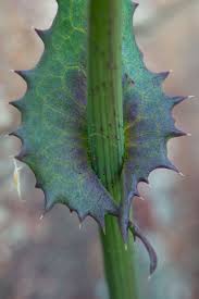 Attēlu rezultāti vaicājumam “Sonchus oleraceus leaf”