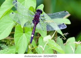 Attēlu rezultāti vaicājumam “Leucorrhinia pectoralis”