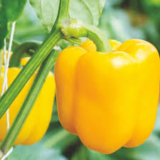 Afbeeldingsresultaat voor baby yellow sweet pepper