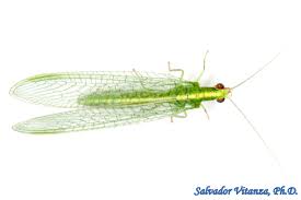 Attēlu rezultāti vaicājumam “Chrysopidae”