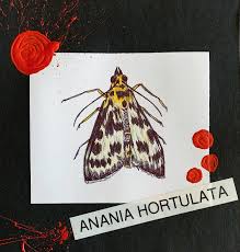 Attēlu rezultāti vaicājumam “Anania hortulata”