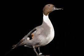 Image result for Anas acuta